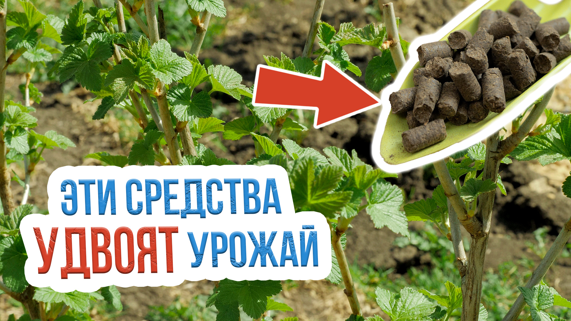 Первая подкормка смородины в весенний период. Каким удобрением подкормить смородину весной? смотреть онлайн