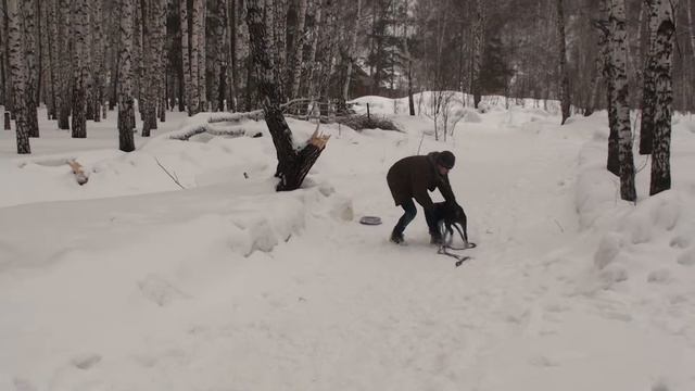 Макс на прогулке 2015.01.08 p5 00626 смотреть онлайн
