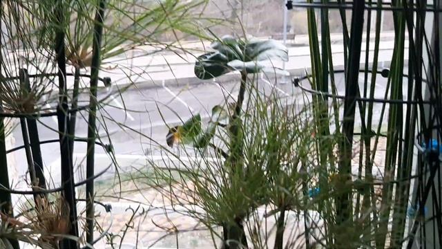 ТА САМАЯ ЦВЕТОНУТАЯ БАБУШКА! Циперус НЕВСКИЙ, ФАРАОН, ПАПИРУС. Для Саши. 14.12.2022. смотреть онлайн