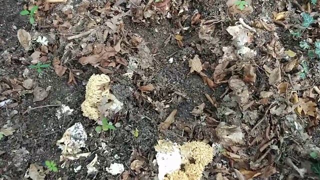 Крымский гриб /Оленьи рожки/ смотреть онлайн