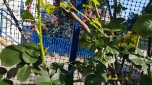 Сорт розы Полька-рослая,сильная,шипастая,но...КРАСИВАЯ -зацвела у подьезда на арке 19июня 2021 года