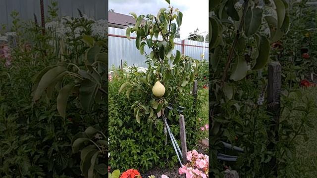 Груша Ника. смотреть онлайн