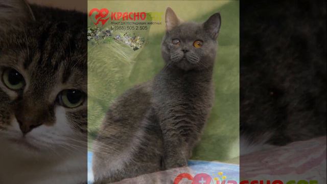 Краснодог смотреть онлайн