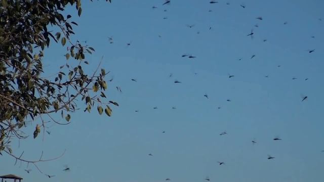 Она отрывает голову и отгрызает конечности даже не приземляясь. Шокирующие факты о стрекозах смотреть онлайн