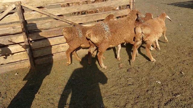 арашанские ярочки 2.5 и 3 месячные 0708164927, видео было снято 2 месяца назад. смотреть онлайн