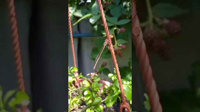 Мои наблюдения, короткие заметки😇 смотреть онлайн