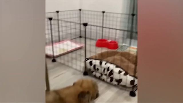 Funny animals 1/5 #animals #babyanimals #funny #animalfunny #funnyvideo #животные #смешныеживотные смотреть онлайн