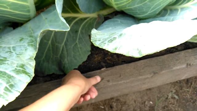 Капуста Мегатон f 1. Борьба с вредителями. смотреть онлайн