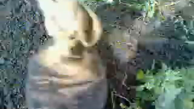 САМЫЙ ПЕРВЫЙ КОЛЬЦЕВОЙ ПЯТАК смотреть онлайн
