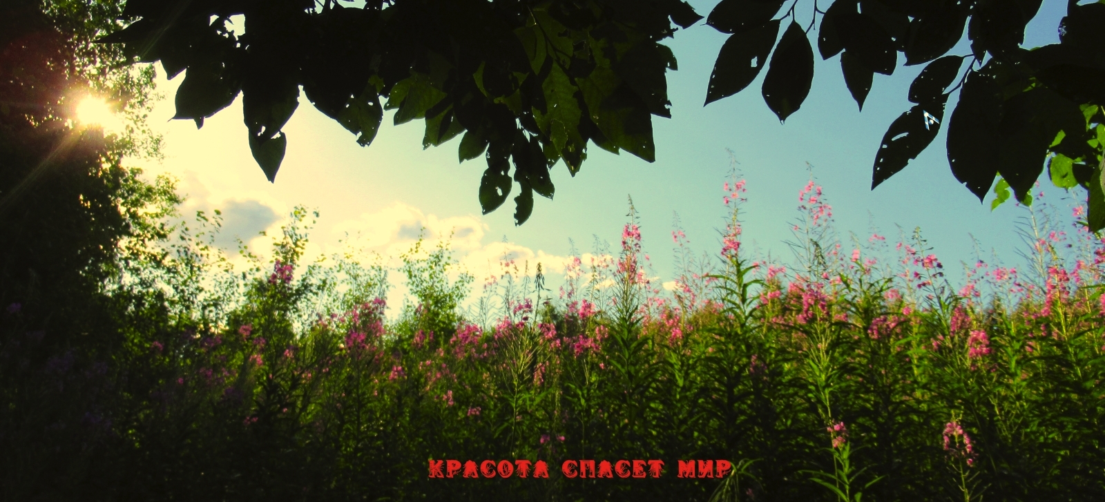Красота спасёт мир.mp4 смотреть онлайн