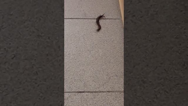 Пушистые Приключения