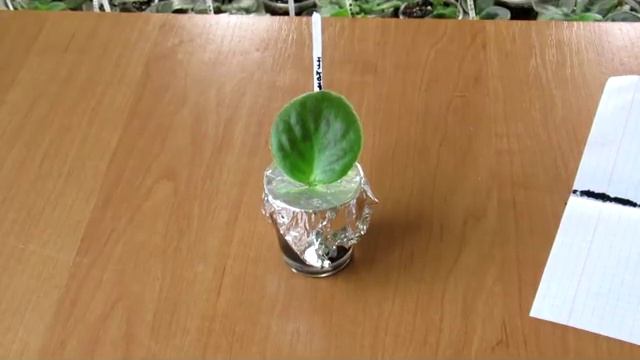 Укоренение черенков фиалки в воде и в перлите. смотреть онлайн