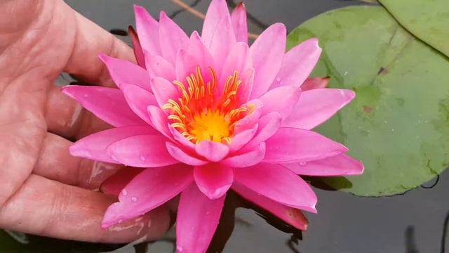 Нимфея Mayla (Nymphaea Mayla) смотреть онлайн