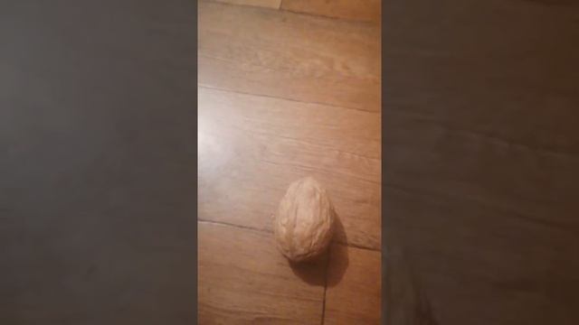 Самый большой грецкий орех в мире! Реклама канала Bombar Jy!