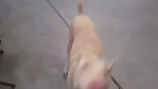 White Doberman смотреть онлайн