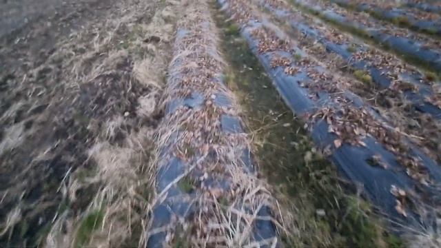 Чистка клубники после зимы смотреть онлайн