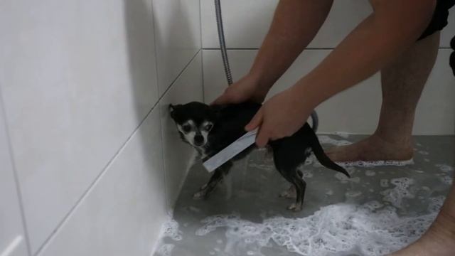 Чихуахуа. Купание смотреть онлайн