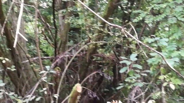 Лесные коряги для аквариума. Корневые коряги. смотреть онлайн