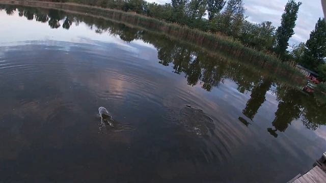 Рыбалка на карпа проверяем что же лучше для ловли карпа карповик или фидер смотреть онлайн