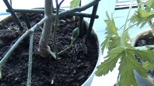 Плодоношение комнатного лимона, чем и как я его подкармливаю .