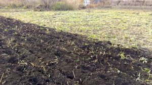 Сажаю чеснок с помощью мотоблока. 1/2 гектара.