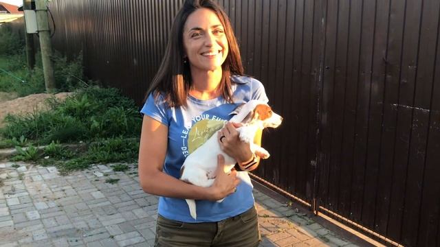 Забрали щенка Джек Рассела домой почти в 3 месяца смотреть онлайн