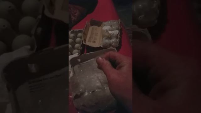 Инкубационное яйцо араукана скоро будут цыплята? смотреть онлайн