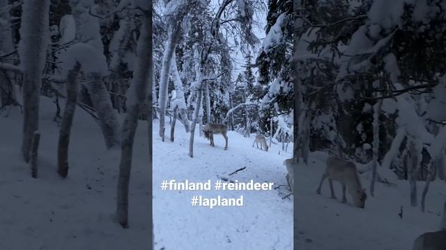 #reindeer #finland #lapland #sirkka #levi #snow #animal смотреть онлайн