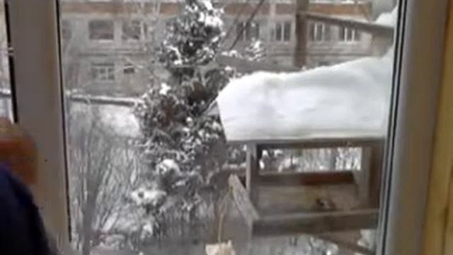 кормушка для синиц за окном смотреть онлайн
