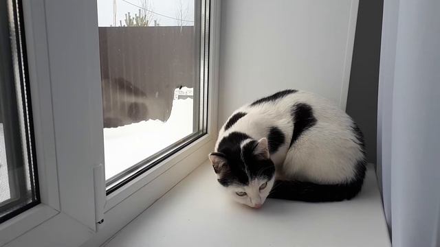 Кот удивлен, откуда взялась муха зимой? смотреть онлайн