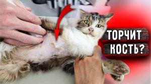 Мы в ШОКЕ от увиденного. Доведенный Кузя до предсмертного состояния, что еще мы обнаружим?