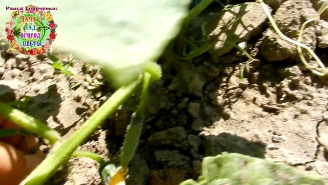 Кустовые огурцы: 19 июня - посеяны, 28 июля - первый сбор огурцов. Можно повторно садить огурцы. смотреть онлайн