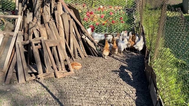 ОШИБКИ двух селекции одной породы птицы//Куры Бресс Гальцы Немецкая селекция смотреть онлайн