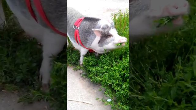 Мини пиг на прогулке смотреть онлайн