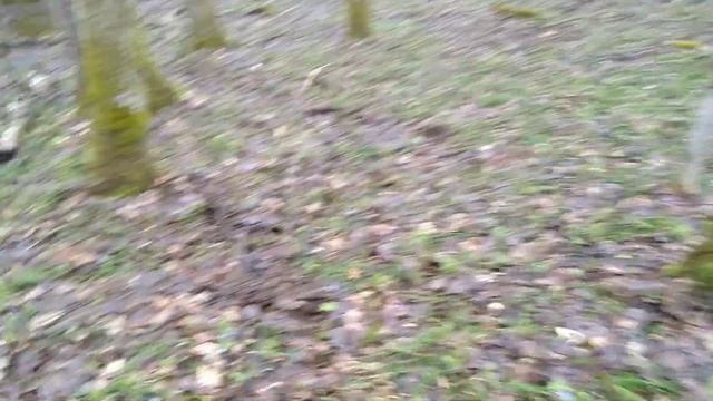 Поиск рогов оленя, весенний лес, собираем рога смотреть онлайн