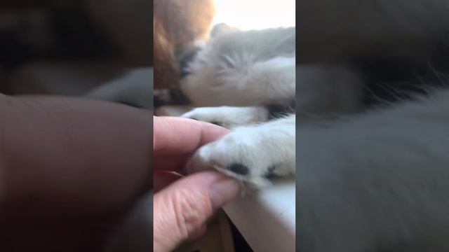 #мейнкун Леди 5 месяцев,вес 4275 смотреть онлайн