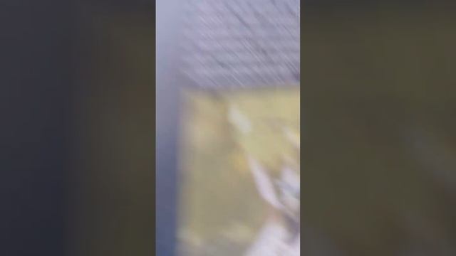 усач малый дубовый смотреть онлайн