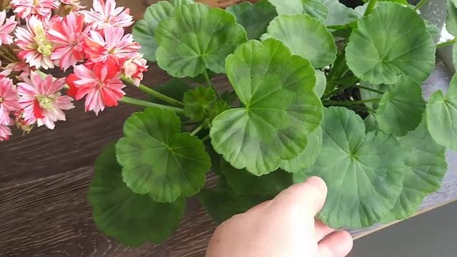 Пеларгония Mallorka смотреть онлайн