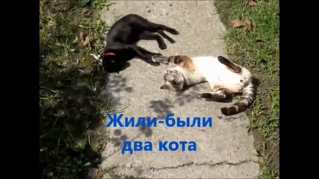 Ах, какая красота, когда в доме два кота смотреть онлайн