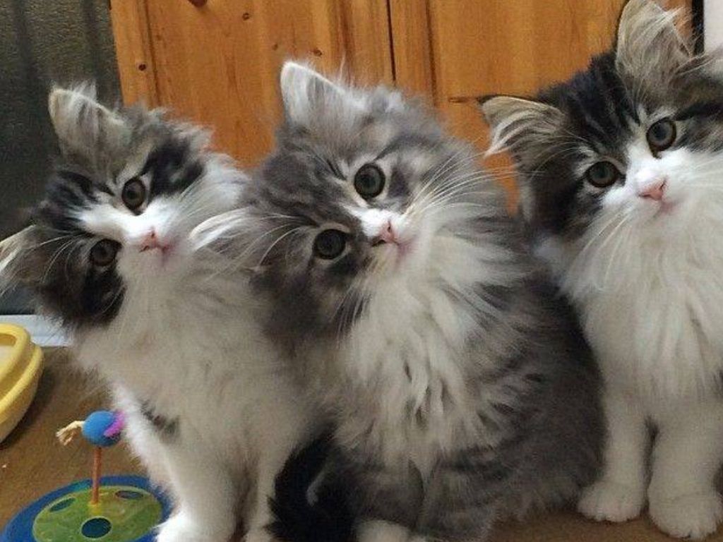 Приколы с котами и кошками и котятами