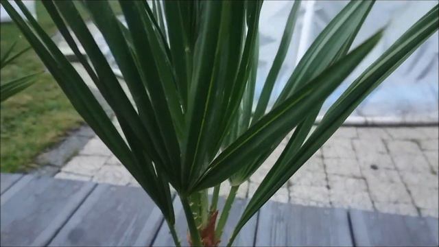 Karłatka, chamaerops humilis co zrobić po zakupie. New purchase Chamaerops humilis смотреть онлайн