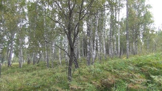 Срезать или выкручивать Грибы Лисички Для Грибников Для Выживания Рыбалка Охота Бушкрафт Поход Тайг смотреть онлайн