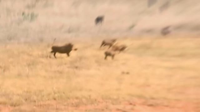 СУМАСШЕДШАЯ АТАКА БОРОДАВОЧНИКА НА ЛЕОПАРДА! Бородавочник Против Леопарда, Льва, Гиен, Диких Собак. смотреть онлайн