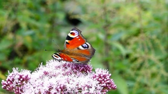 Бабочки для вдохновение___butterflies for inspiration__ смотреть онлайн