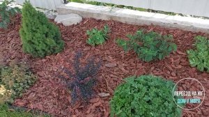 Мульчируем клумбу корой лиственницы.