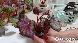 Комнатные растения/цветы. Сорта декоративно-лиственных бегонии, с которыми не расстанусь.