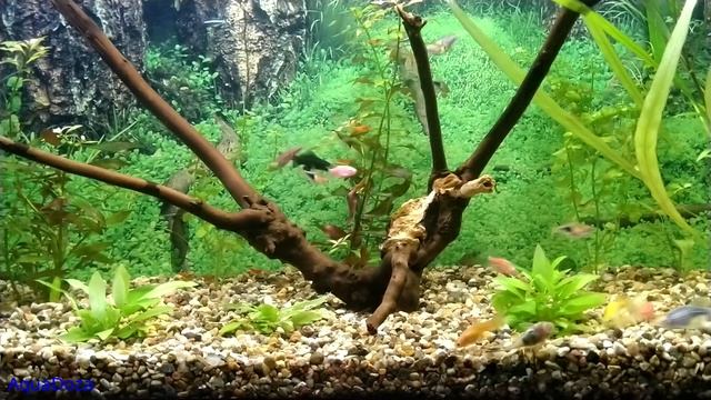 Валлиснерия не растет, гниет и гибнет. смотреть онлайн