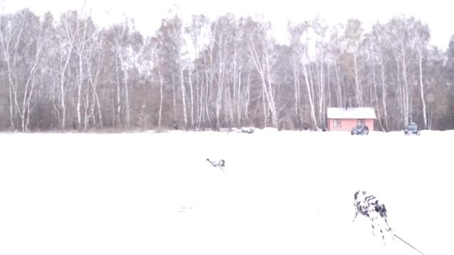 Отдых с Собаками на б/о 