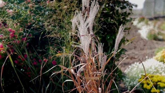 Цветы цветущие до поздней осени. Ландшафтный дизайн своими руками. смотреть онлайн