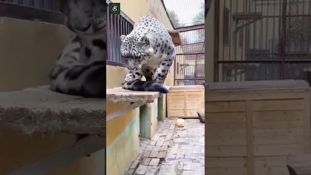 Без названия